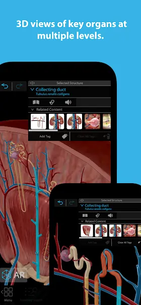 Download Human Anatomy Atlas 2025 Mod apk