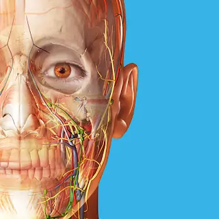 Human Anatomy Atlas 2025.00.012 (Full, Mod apk)