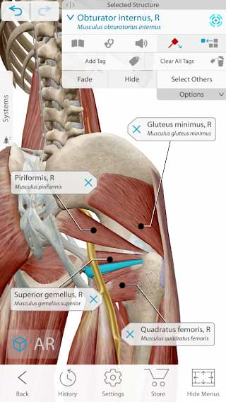 Download Human Anatomy 2021 atlas for free