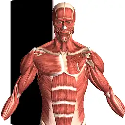 Visual Anatomy 2 v0-44 (Paid apk, Unlocked)